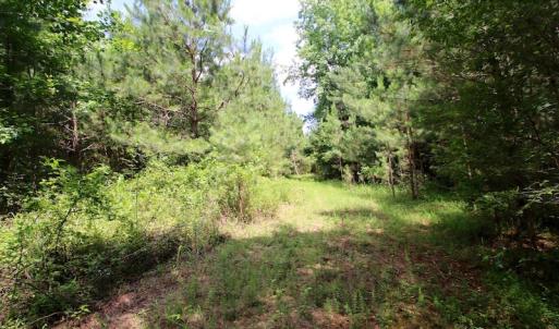 Photo of UNDER CONTRACT!  24.5 Acres of Hunting and Timber Land for Sale in Nash County NC!