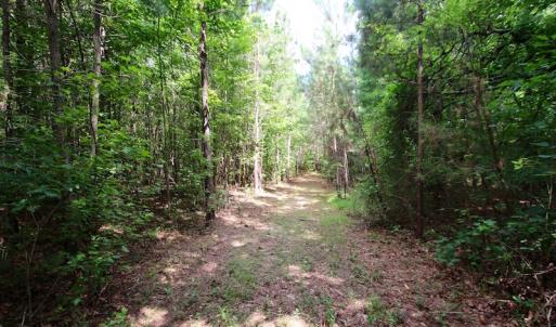 Photo of UNDER CONTRACT!  24.5 Acres of Hunting and Timber Land for Sale in Nash County NC!