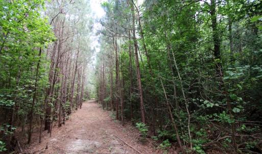 Photo of UNDER CONTRACT!  24.5 Acres of Hunting and Timber Land for Sale in Nash County NC!