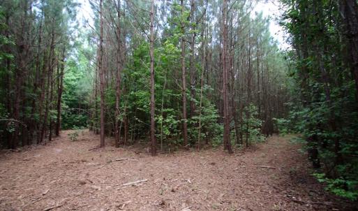 Photo of UNDER CONTRACT!  24.5 Acres of Hunting and Timber Land for Sale in Nash County NC!
