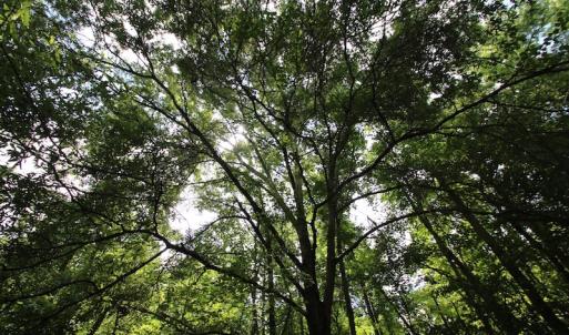 Photo of UNDER CONTRACT!  24.5 Acres of Hunting and Timber Land for Sale in Nash County NC!