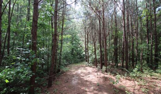 Photo of UNDER CONTRACT!  24.5 Acres of Hunting and Timber Land for Sale in Nash County NC!
