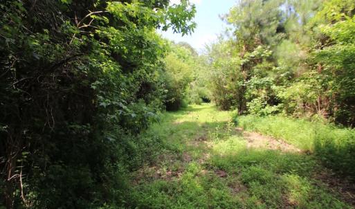 Photo of UNDER CONTRACT!  24.5 Acres of Hunting and Timber Land for Sale in Nash County NC!
