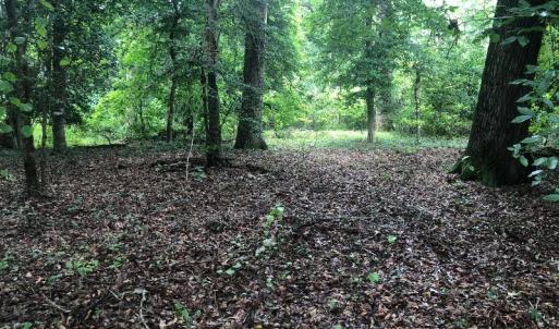 Photo of UNDER CONTRACT!  25 Acres of Land for Sale in Bladen County!
