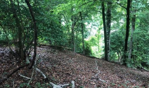 Photo of UNDER CONTRACT!  25 Acres of Land for Sale in Bladen County!