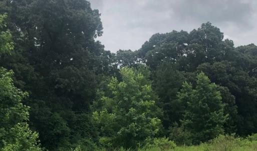 Photo of UNDER CONTRACT!  25 Acres of Land for Sale in Bladen County!