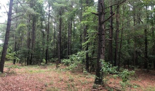Photo of UNDER CONTRACT!  25 Acres of Land for Sale in Bladen County!
