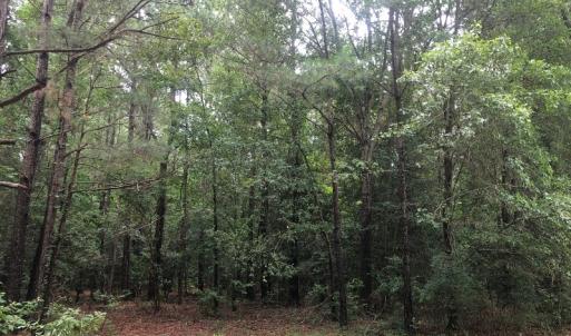 Photo of UNDER CONTRACT!  25 Acres of Land for Sale in Bladen County!