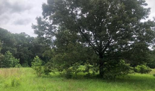 Photo of UNDER CONTRACT!  25 Acres of Land for Sale in Bladen County!