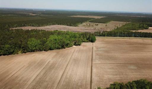 Photo of REDUCED!  83 Acres of Commercial Farm and Timber Land For Sale in Tyrrell County NC!