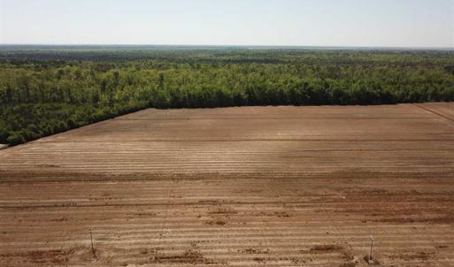 Photo of REDUCED!  83 Acres of Commercial Farm and Timber Land For Sale in Tyrrell County NC!