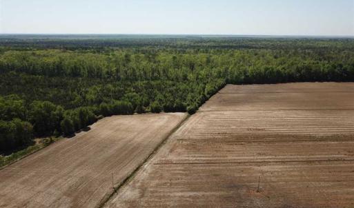 Photo of REDUCED!  83 Acres of Commercial Farm and Timber Land For Sale in Tyrrell County NC!