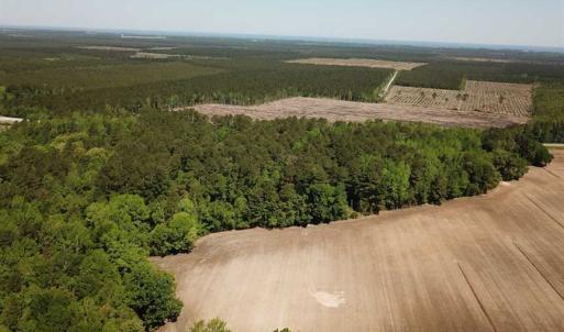 Photo of REDUCED!  83 Acres of Commercial Farm and Timber Land For Sale in Tyrrell County NC!