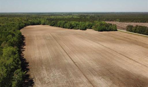 Photo of REDUCED!  83 Acres of Commercial Farm and Timber Land For Sale in Tyrrell County NC!