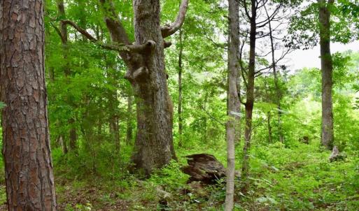 Photo of UNDER CONTRACT!  42.5 Acres of Hunting Land with Lodge For Sale in Brunswick County VA!