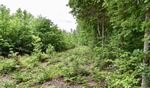 Photo of UNDER CONTRACT!  42.5 Acres of Hunting Land with Lodge For Sale in Brunswick County VA!
