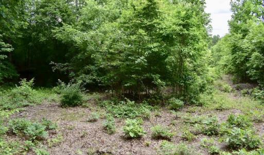 Photo of UNDER CONTRACT!  42.5 Acres of Hunting Land with Lodge For Sale in Brunswick County VA!