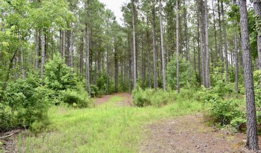 Photo of UNDER CONTRACT!  42.5 Acres of Hunting Land with Lodge For Sale in Brunswick County VA!