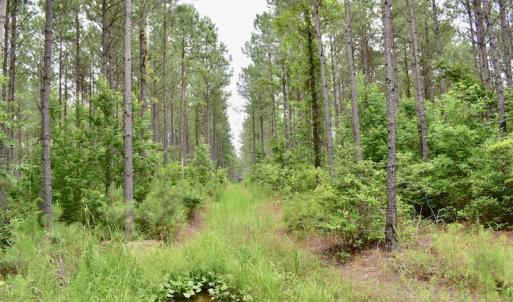 Photo of UNDER CONTRACT!  42.5 Acres of Hunting Land with Lodge For Sale in Brunswick County VA!