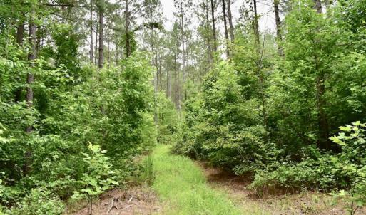 Photo of UNDER CONTRACT!  42.5 Acres of Hunting Land with Lodge For Sale in Brunswick County VA!