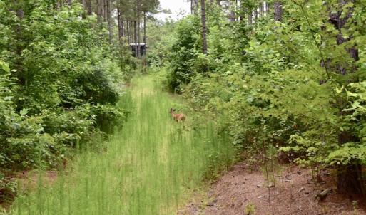 Photo of UNDER CONTRACT!  42.5 Acres of Hunting Land with Lodge For Sale in Brunswick County VA!