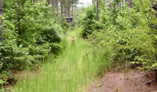 Photo of UNDER CONTRACT!  42.5 Acres of Hunting Land with Lodge For Sale in Brunswick County VA!