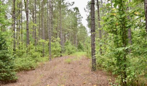 Photo of UNDER CONTRACT!  42.5 Acres of Hunting Land with Lodge For Sale in Brunswick County VA!
