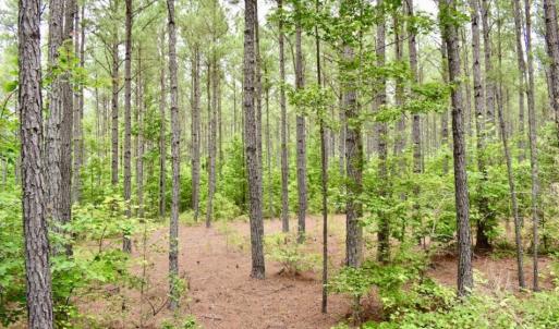 Photo of UNDER CONTRACT!  42.5 Acres of Hunting Land with Lodge For Sale in Brunswick County VA!