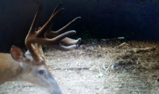 Photo of UNDER CONTRACT!  42.5 Acres of Hunting Land with Lodge For Sale in Brunswick County VA!
