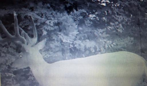 Photo of UNDER CONTRACT!  42.5 Acres of Hunting Land with Lodge For Sale in Brunswick County VA!