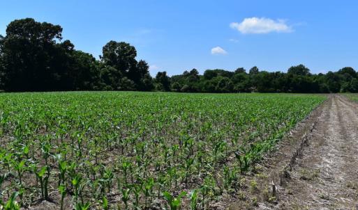 Photo of UNDER CONTRACT!  55 Acres of Waterfront Multipurpose Land For Sale in James City County VA!