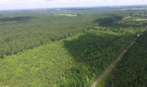 Photo of UNDER CONTRACT!  22 Acres of Wooded Hunting Land For Sale in Greensville County VA!