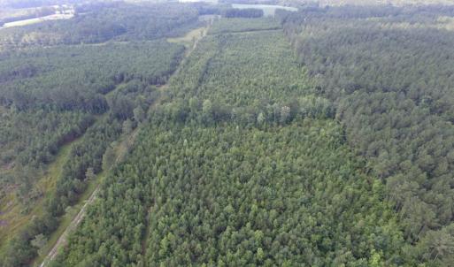 Photo of UNDER CONTRACT!  22 Acres of Wooded Hunting Land For Sale in Greensville County VA!
