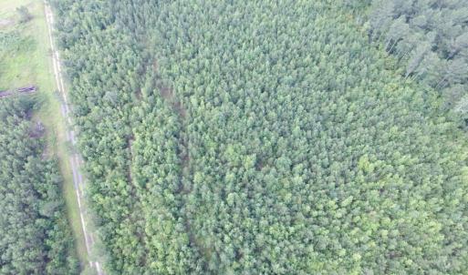 Photo of UNDER CONTRACT!  22 Acres of Wooded Hunting Land For Sale in Greensville County VA!