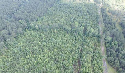 Photo of UNDER CONTRACT!  22 Acres of Wooded Hunting Land For Sale in Greensville County VA!