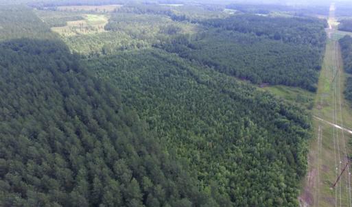 Photo of UNDER CONTRACT!  22 Acres of Wooded Hunting Land For Sale in Greensville County VA!