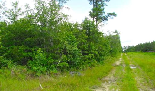 Photo of UNDER CONTRACT!  22 Acres of Wooded Hunting Land For Sale in Greensville County VA!