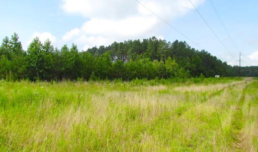 Photo of UNDER CONTRACT!  22 Acres of Wooded Hunting Land For Sale in Greensville County VA!