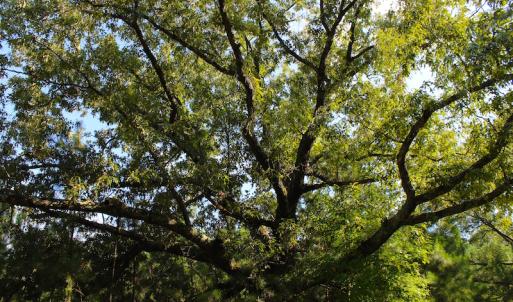 Photo of UNDER CONTRACT!  23 Acres of Residential and Recreational Property For Sale in Harnett County NC!