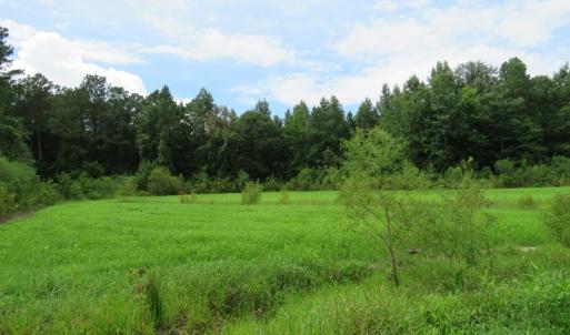 Photo of SOLD!  101 Acres of Hunting Land For Sale in Cumberland County NC!