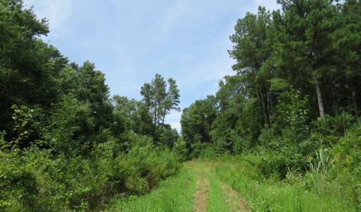 Photo of SOLD!  101 Acres of Hunting Land For Sale in Cumberland County NC!