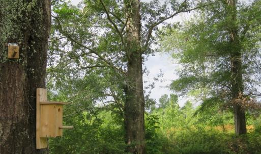 Photo of UNDER CONTRACT!  37.36 Acres of Hunting and Timber Land with House For Sale in Columbus County NC!
