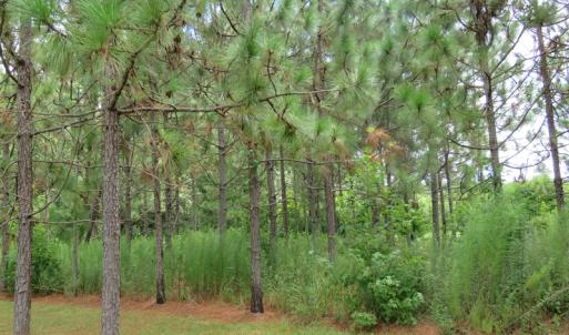 Photo of UNDER CONTRACT!  37.36 Acres of Hunting and Timber Land with House For Sale in Columbus County NC!