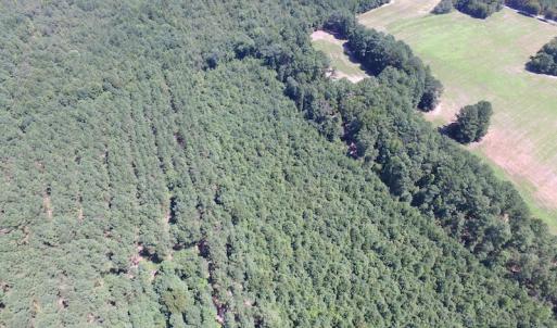 Photo of UNDER CONTRACT!  29 Acres of Hunting and Timber Land in Greensville County VA!