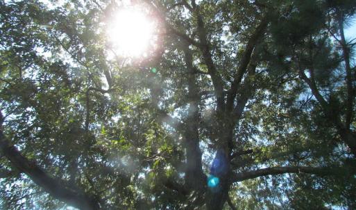 Photo of UNDER CONTRACT!  29 Acres of Hunting and Timber Land in Greensville County VA!