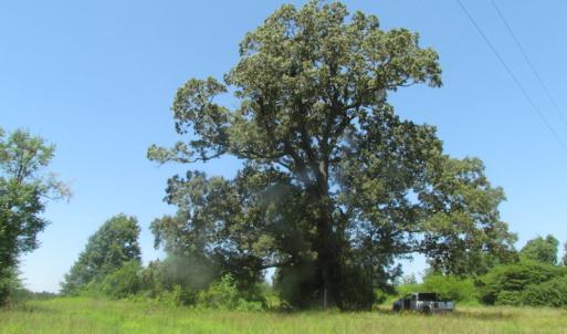 Photo of UNDER CONTRACT!  29 Acres of Hunting and Timber Land in Greensville County VA!