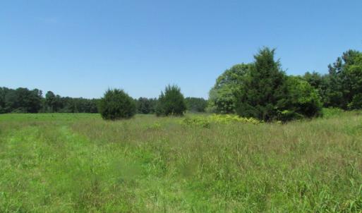 Photo of UNDER CONTRACT!  29 Acres of Hunting and Timber Land in Greensville County VA!