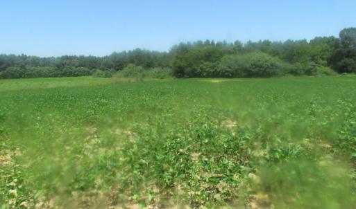 Photo of UNDER CONTRACT!  29 Acres of Hunting and Timber Land in Greensville County VA!