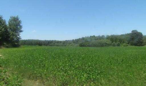 Photo of UNDER CONTRACT!  29 Acres of Hunting and Timber Land in Greensville County VA!