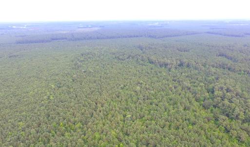 Photo of UNDER CONTRACT!  53 Acres of Hunting and Timber Land  For Sale in Suffolk VA!